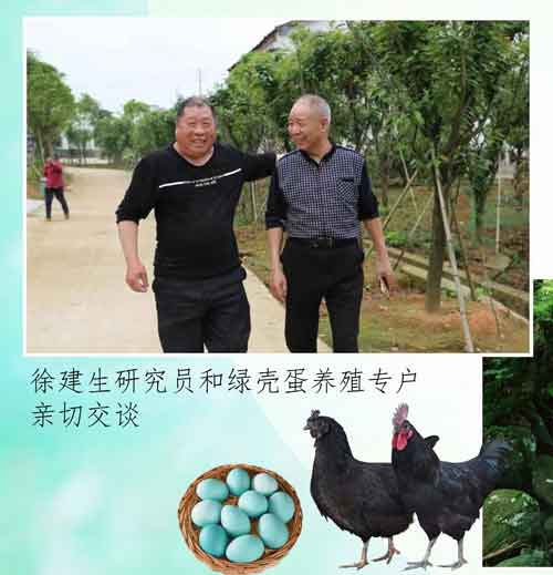 东乡绿壳蛋鸡的保种和育种艰辛曲折的小故事