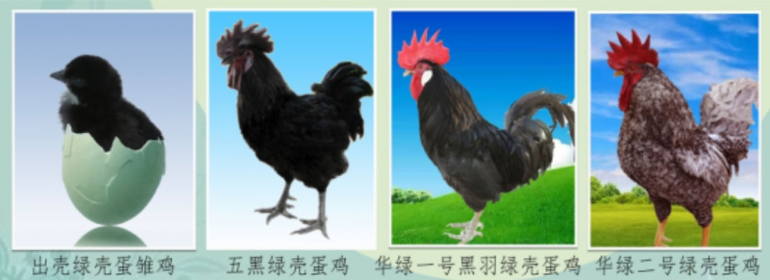 什么是华绿叶酸蛋？