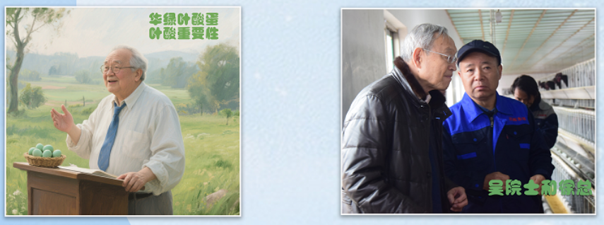 提高血清中的叶酸浓度是预防脑梗的重要措施